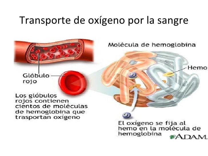 Sistema respirtorio