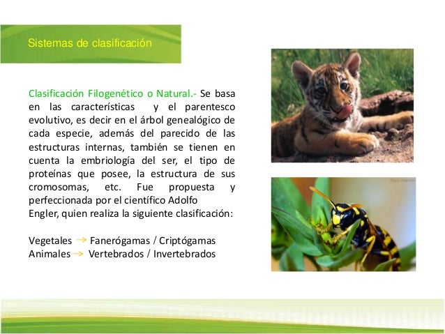 Sistemas de clasificación