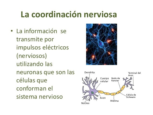 Sistemas de coordinación en el ser humano