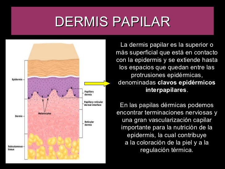 Sistema Tegumentario