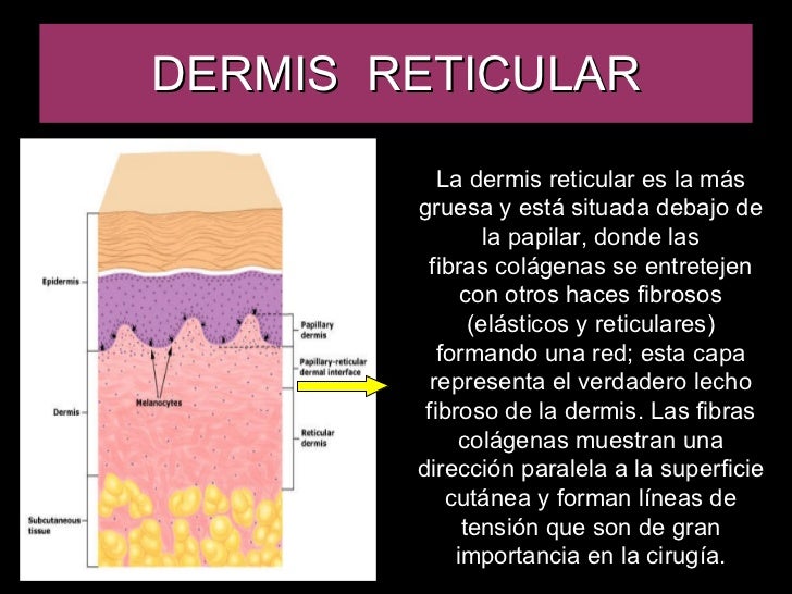 Sistema Tegumentario