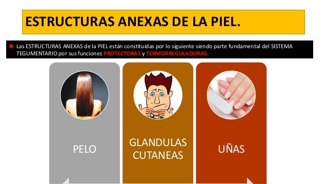 Sistema tegumentario 3
