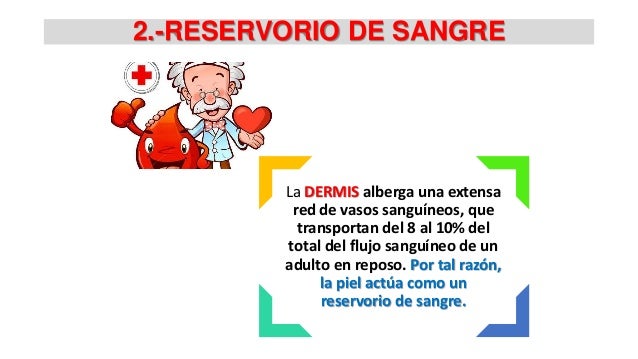 Sistema tegumentario 3