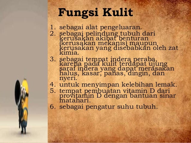 Sistem ekskresi pada kulit