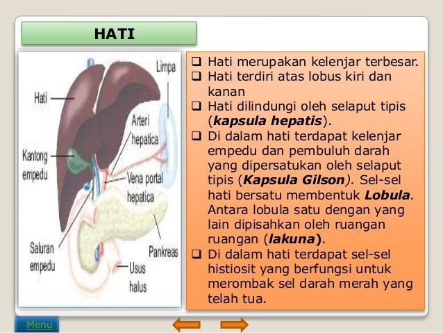 Sistem ekskresi pada manusia