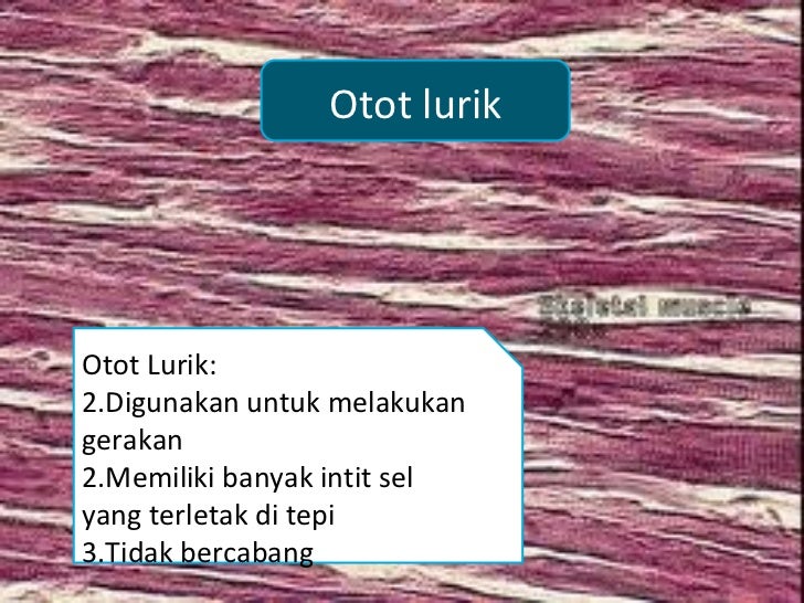 Ciri Otot Polos