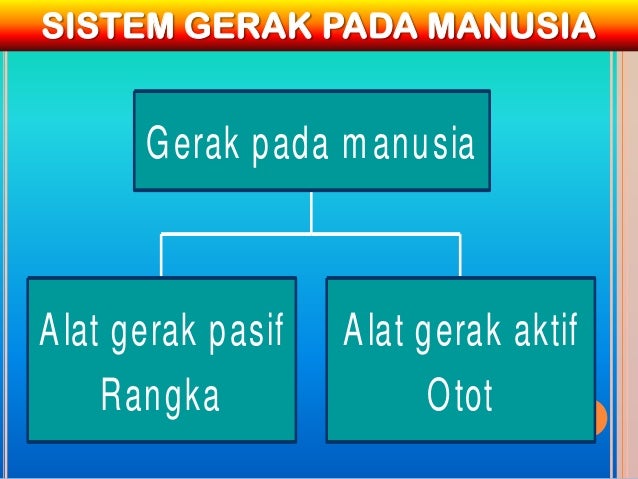 Sistem Gerak Pada Manusia