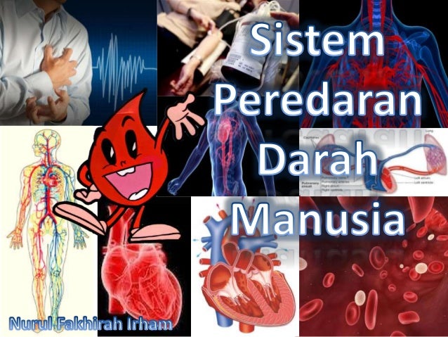 Sistem peredaran darah manusia