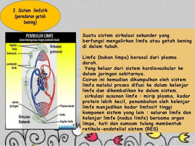 SISTEM PEREDARAN DARAH VERTEBRATA