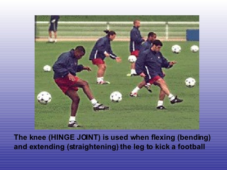 Skeletal System and Joints