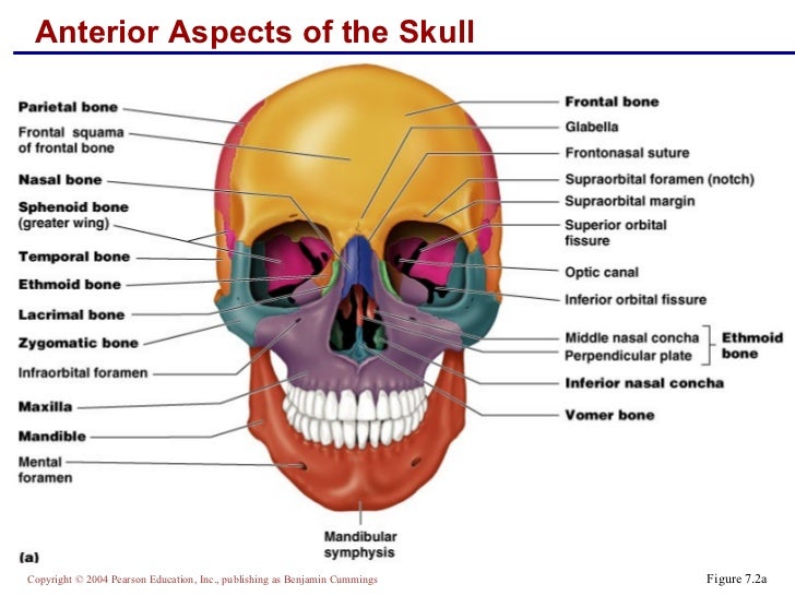 Skeletal anatomy part 1