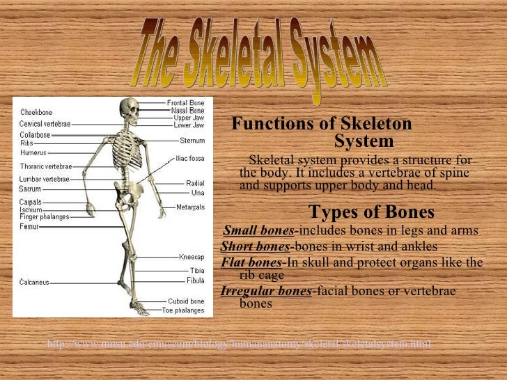 describe the structure of skeletal muscle ppt