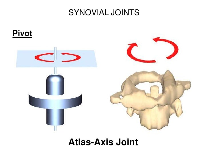 Bones and Joints