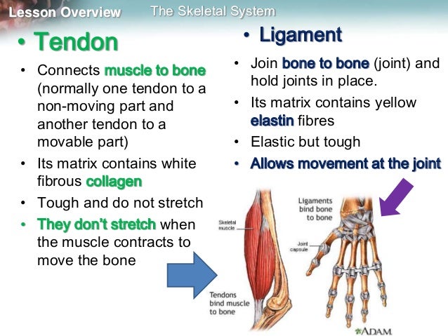 Skeleton, muscles and movement mine