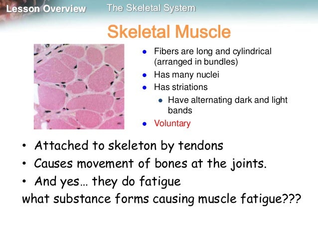 Skeleton, muscles and movement mine