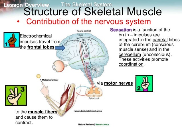 Skeleton, muscles and movement mine muscles of mastication diagram 
