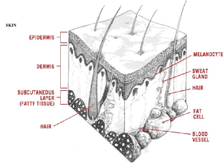 Diagram-for-Integumentary-System http://bradyfonnesbeck.wikispaces.com/MT+Unit+5+Integumentary+System ...