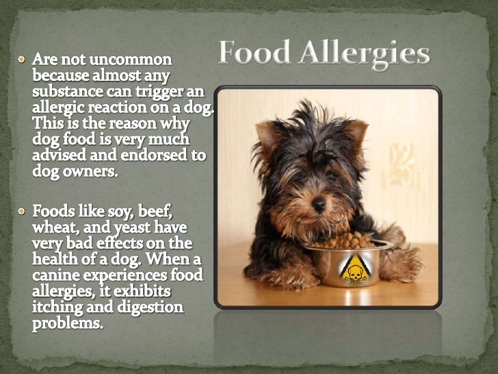 symptoms of allergies in dogs skin allergies in dogs types causes and symptoms symptoms of allergies in dogs skin allergies in dogs types causes and symptoms