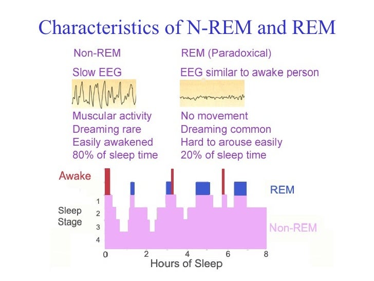 Circadian Rhythms Sleepwaking cycle