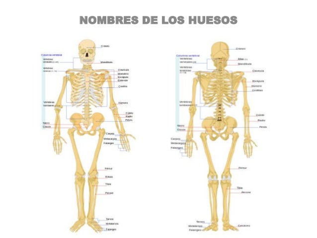 Funciones del esqueleto humano