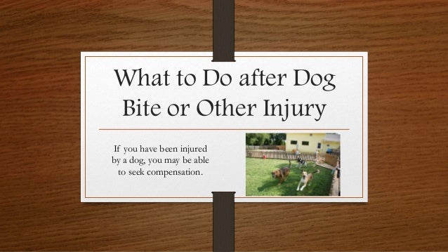 what to do when a bites you what to do after bite or other injury what to do when a bites you what to do after bite or other injury