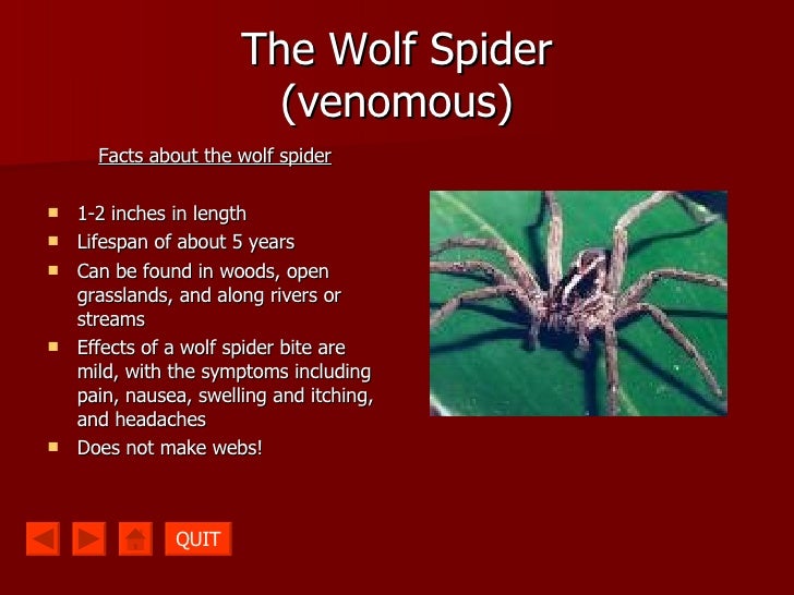 Wolfspiderbitespicturesandsymptoms Wolf Spider Bite Pictures