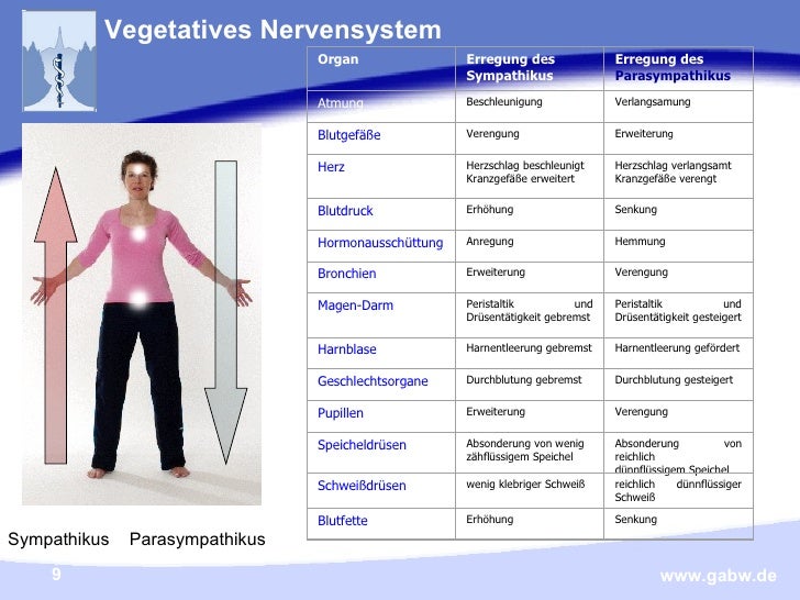 Sympathikus Und Parasympathikus Ins Gleichgewicht Bringen SMA Gesund Leben
