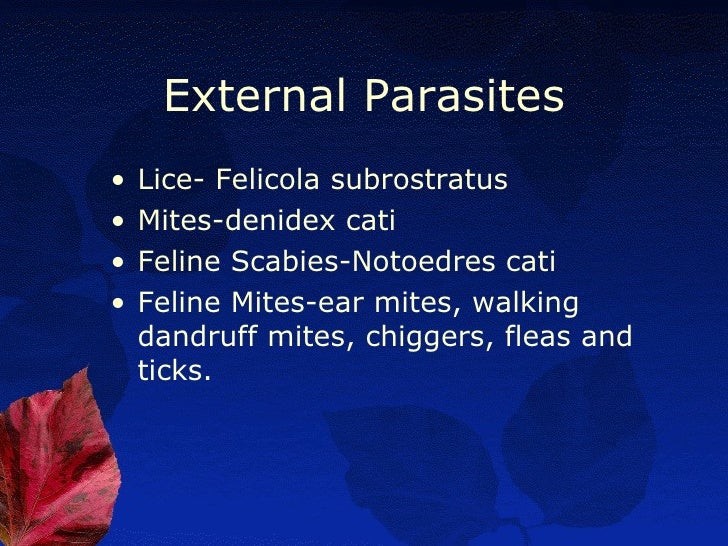 Cats And Dogs In Same Household Ear Mites Cats And Dogs In Same Household Ear Mites