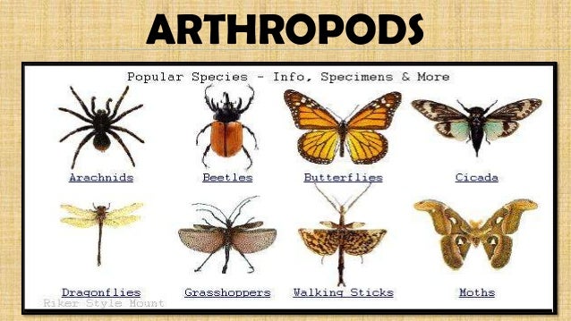Resultado de imagen de arthropods examples
