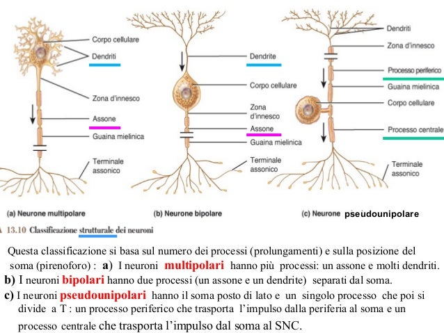 Snc 1 per studenti