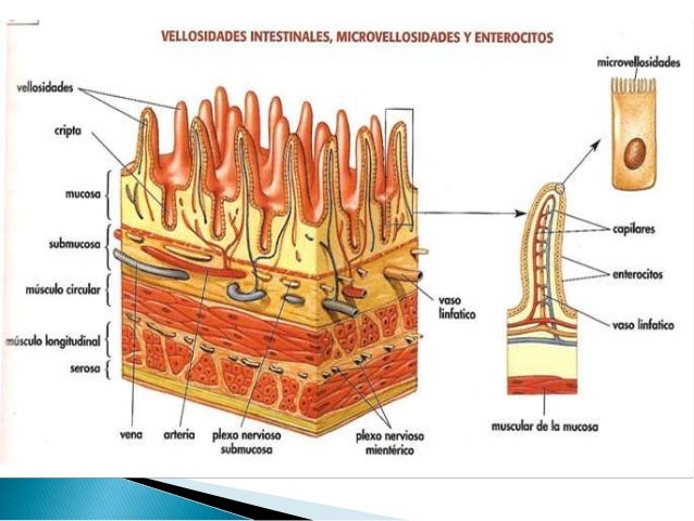 Síndrome de malabsorción intestinal Síndrome de malabsorción intestinal