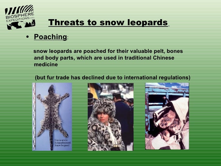 Threats to snow leopards• Poaching: