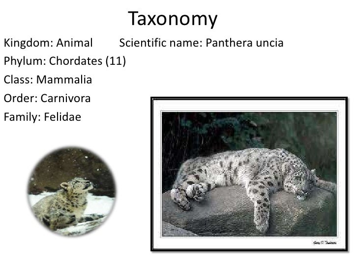 What Is The Scientific Name Of The Cat What Is The Scientific Name Of The Cat