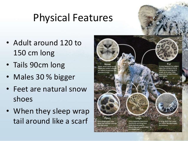 Snow Leopards by Rebecca