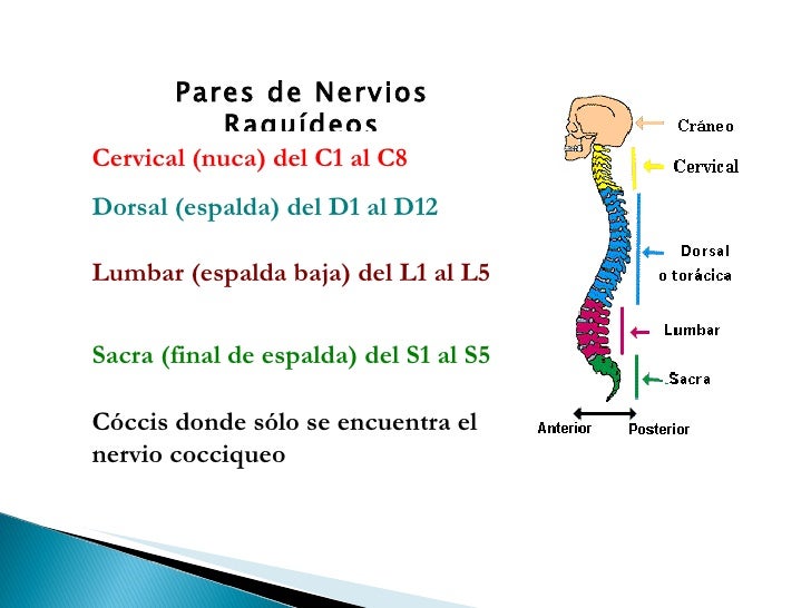 Cuales Son Los 31 Pares Raquideos es.slideshare.net