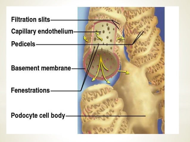 kidney dialysis cost in nepal