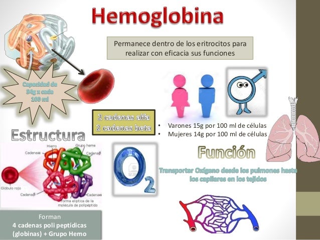Síntesis de hemoglobina