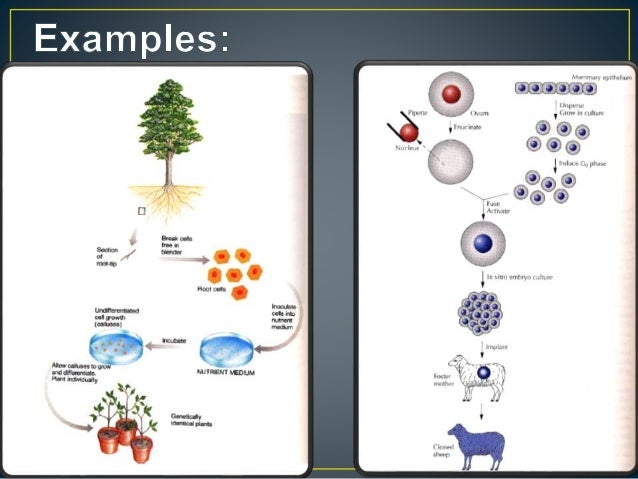 ethical concerns of genetic research Ethical issues in genetic modification john bryant summary animals and humans the ethical concerns raised from both secular and religious sources are considered widely used as a model in biochemical and genetic research not. ethical concerns of genetic research Ethical issues in genetic modification john bryant summary animals and humans the ethical concerns raised from both secular and religious sources are considered widely used as a model in biochemical and genetic research not.