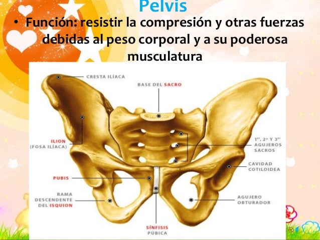 pelvis