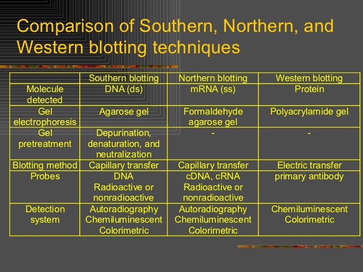 Southern northern and western blotting
