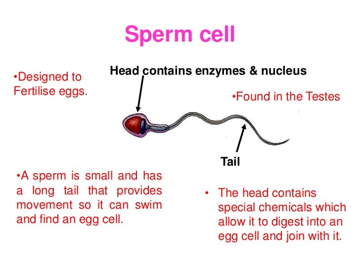 Anitbiotics and sperm