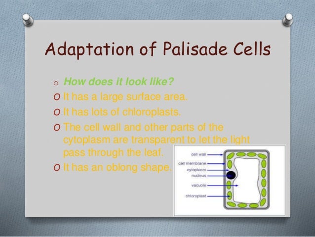 Specialized Cells, Biology