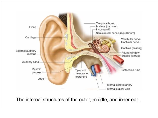 Eyes and Ears Medical Terminology