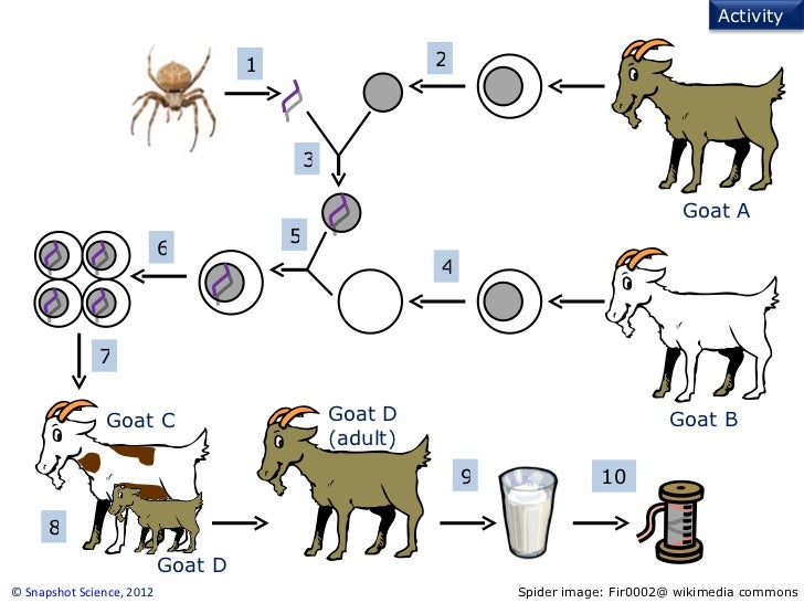 Spider goat
