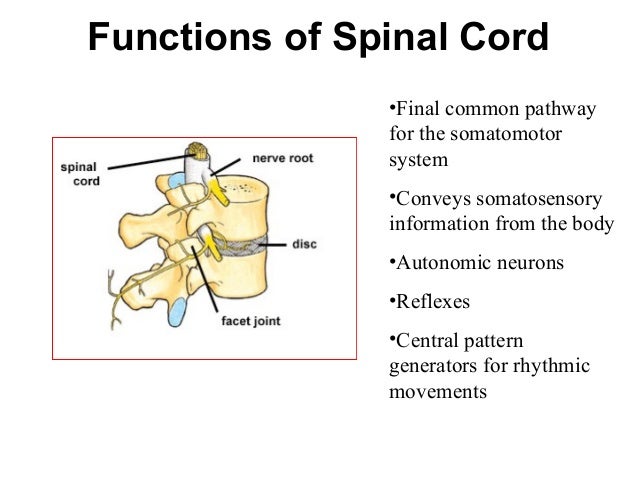 spinal cord function