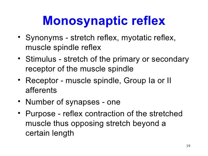 Spinal cord reflexes