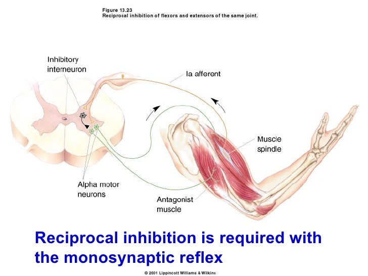 Spinal cord reflexes