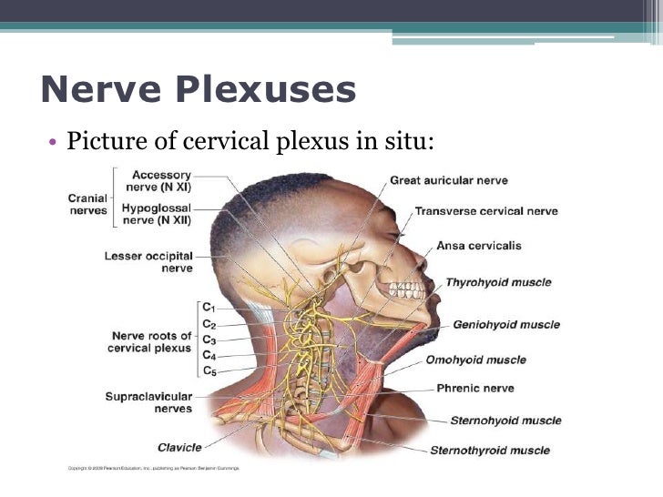 Spinal nerves and spinal plexuses cdp final