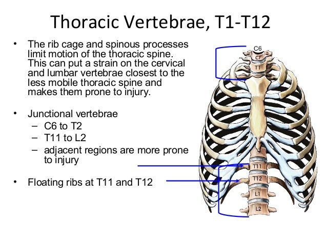 Spine anatomy (basic spine 2009)