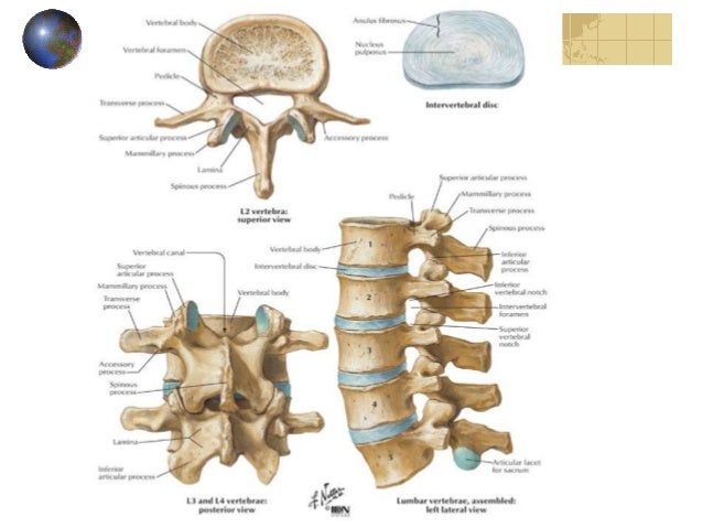 Thesis about congenital abnormalities